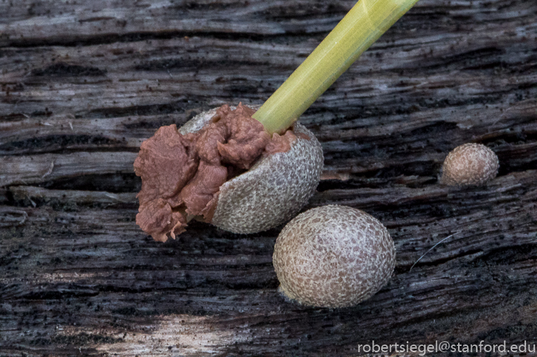 jasper ridge - slime mold